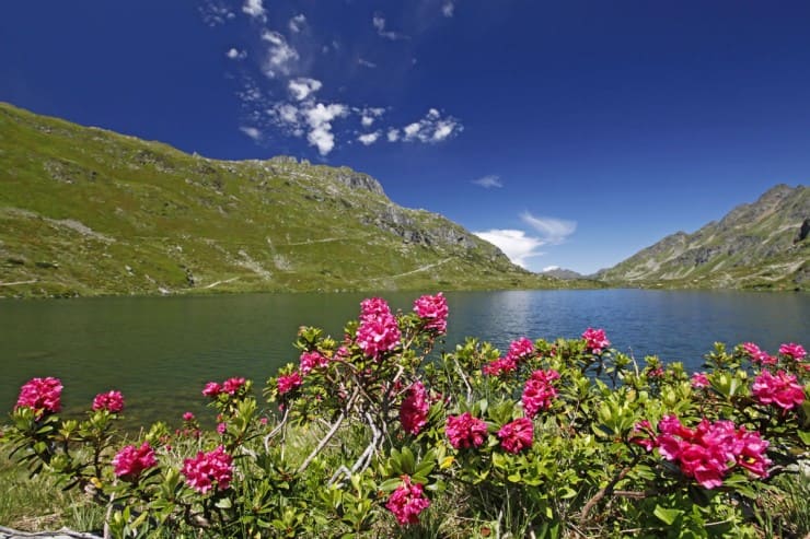 Almrauschblüte (c) Schladming Dachstein Tourismus