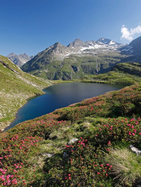 Almrauschbl&uuml;te in den Schladminger Tauern &copy; Schladming-Dachstein Tourismus_Herbert Raffalt